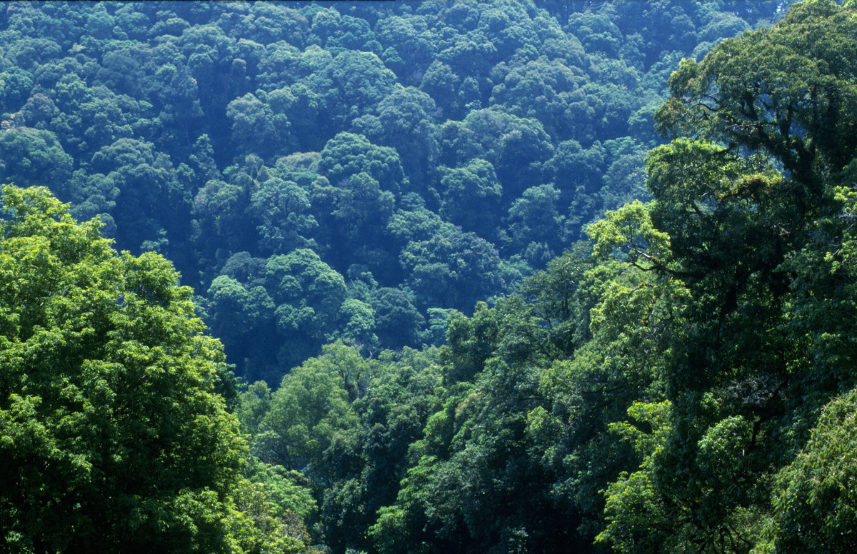 View of rain forest, Thailand. © Greenpeace / Takeshi Mizukoshi