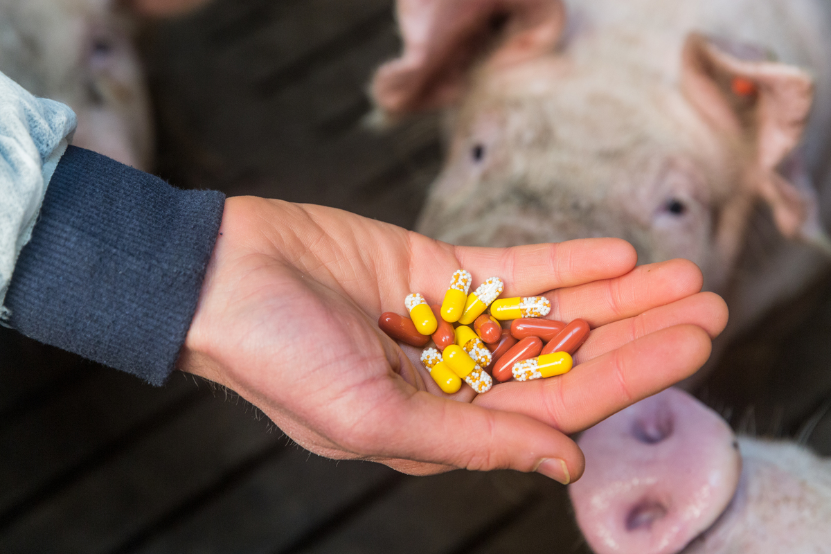 Pig Stall in Northern Germany. © Fred Dott / Greenpeace
