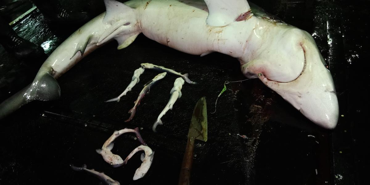 Sharks Caught by Longliner. Copyright Reserved