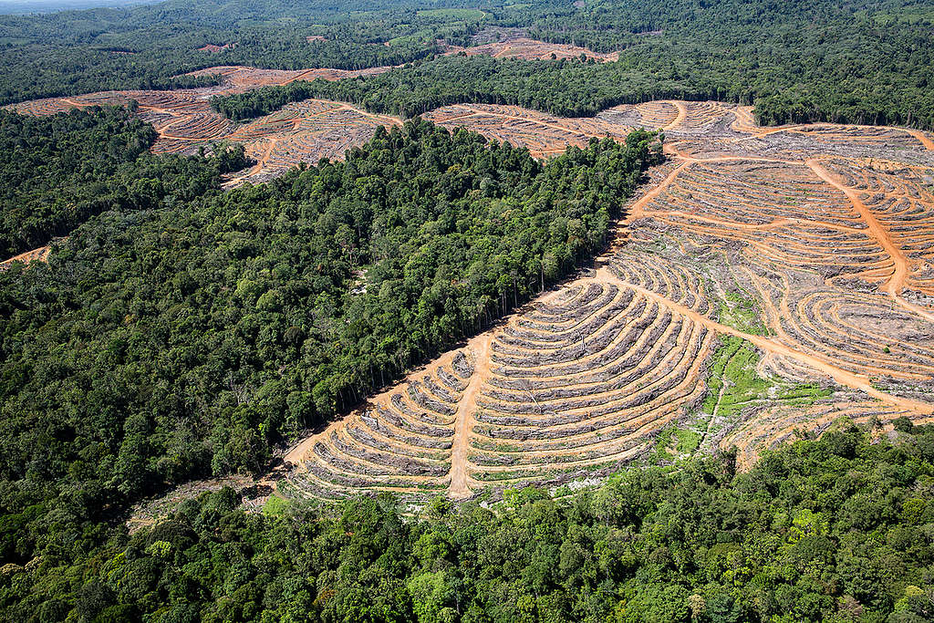 GAR Palm Oil Plantation in Central Kalimantan. © Kemal Jufri / Greenpeace GAR Palm Oil Plantation in Central Kalimantan. © Kemal Jufri / Greenpeace