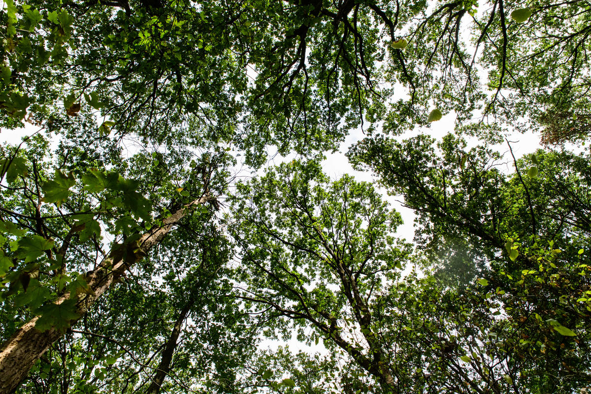 Hambach Forest in Germany. © Bernd Arnold / Greenpeace