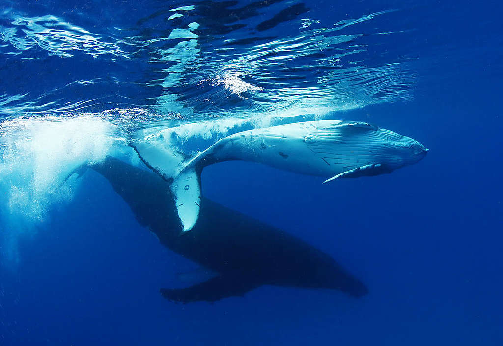 Humpback Whale in Tonga. © Paul Hilton / Greenpeace Humpback Whale in Tonga. © Paul Hilton / Greenpeace