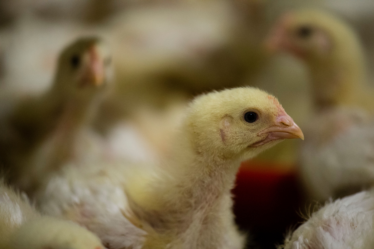 Conventional Chicken Coop in Northern Germany. © Doerthe Hagenguth / Greenpeace