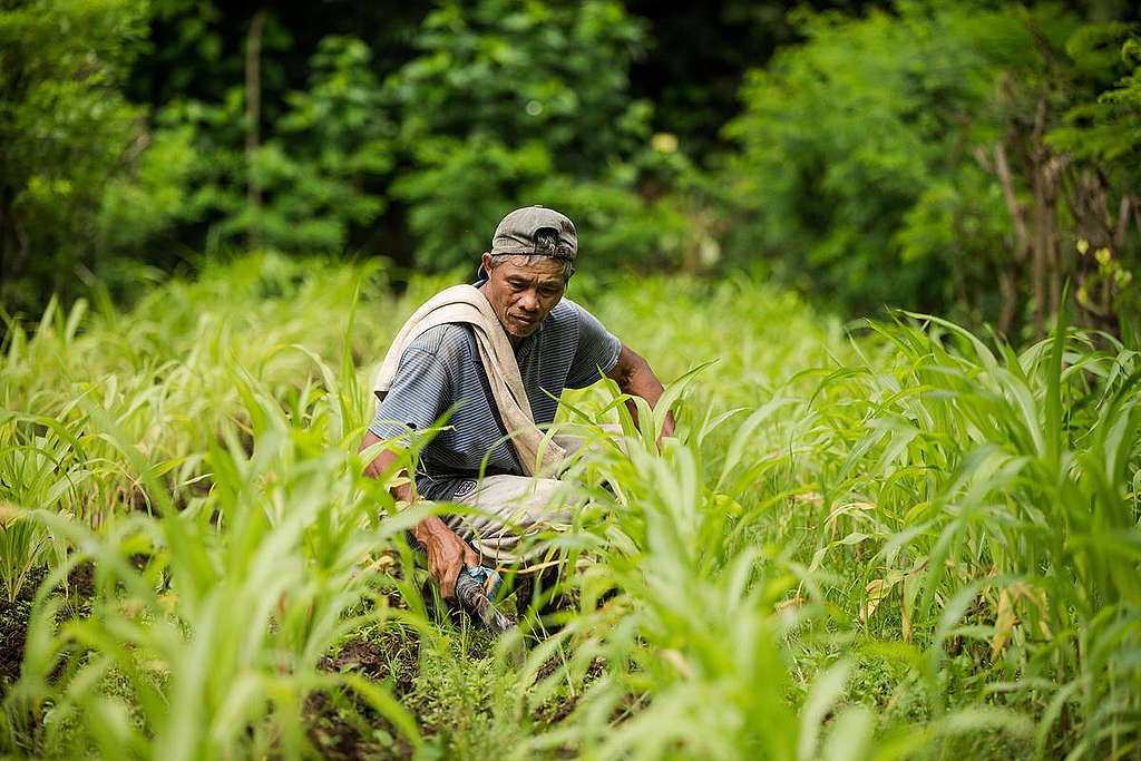 Integrated Farm at International Institute of Rural Reconstruction in Philippines. © Geric Cruz / Greenpeace Integrated Farm at International Institute of Rural Reconstruction in Philippines. © Geric Cruz / Greenpeace