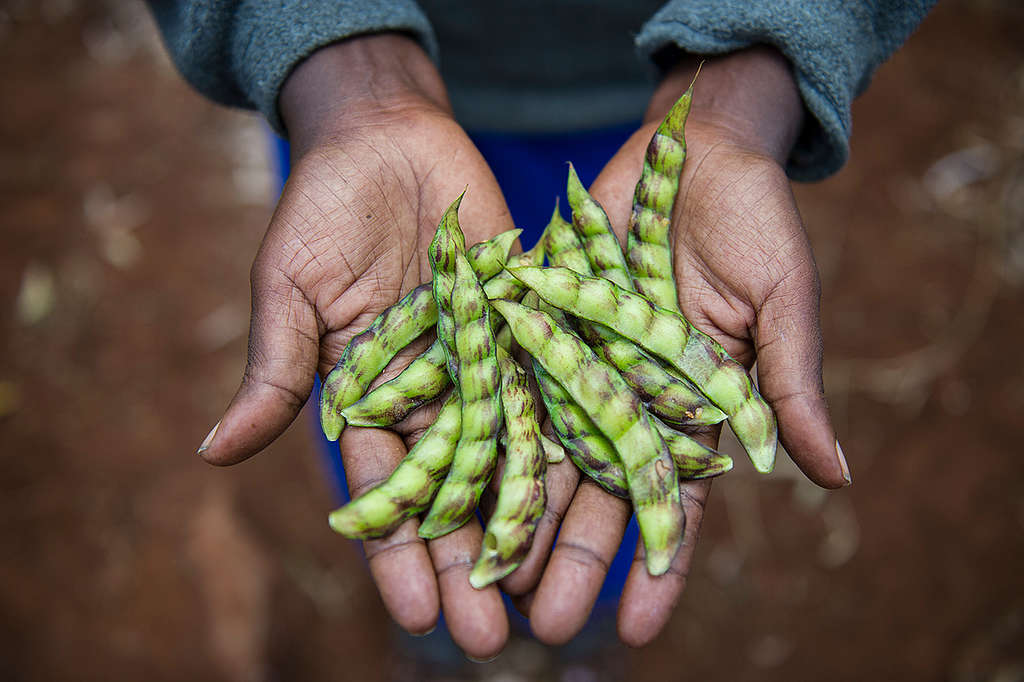 Ecological Farmer in Kenya. © Cheryl-Samantha Owen / Greenpeace