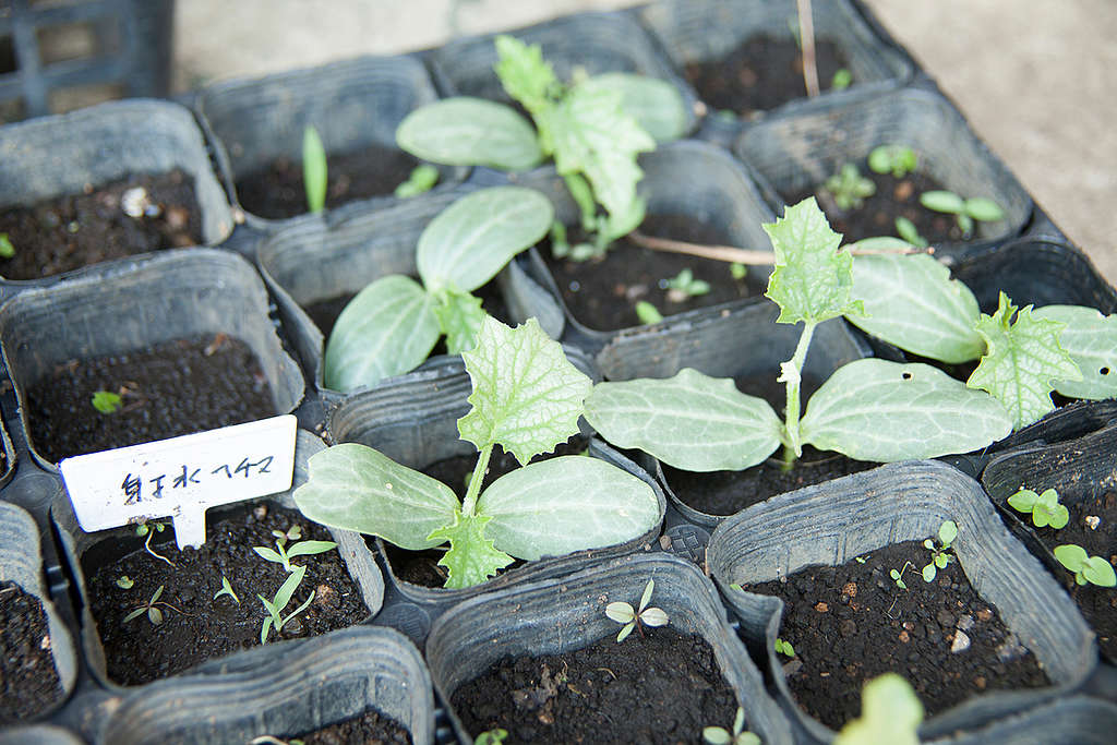 A Seedling for Ecological Farm in Japan. © Kayo Sawaguchi / Greenpeace