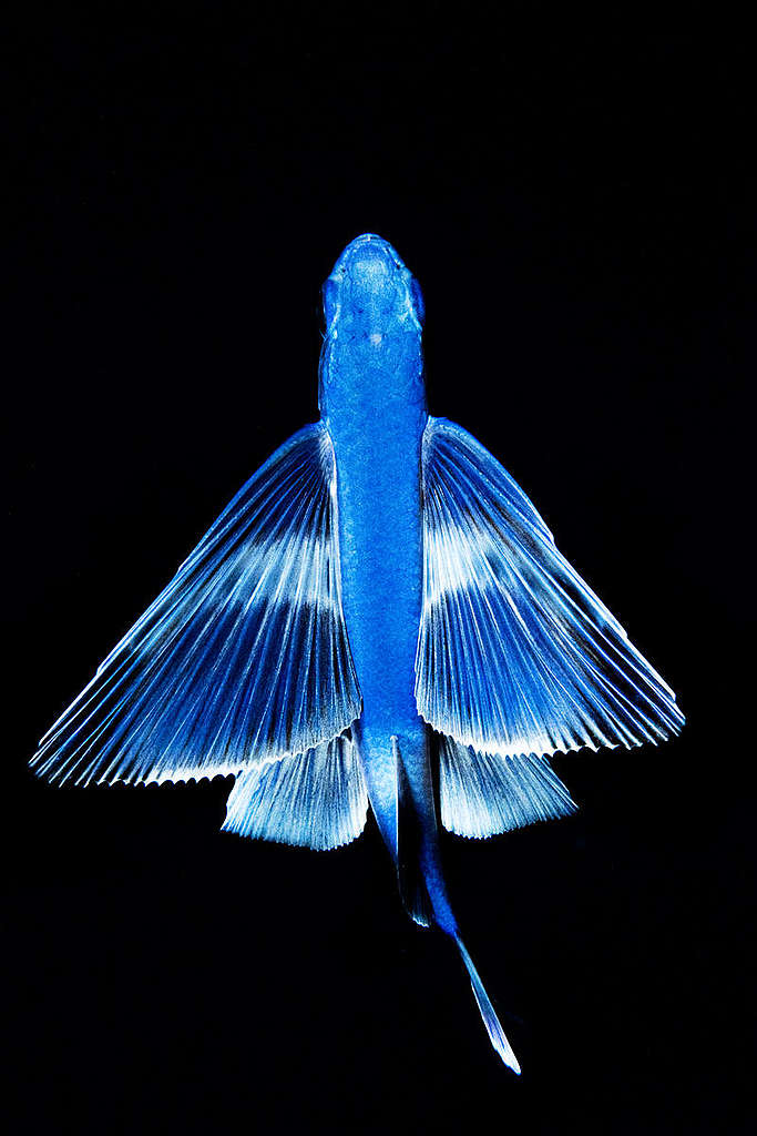 Flying Fish in the Sargasso Sea. © Shane Gross / Greenpeace