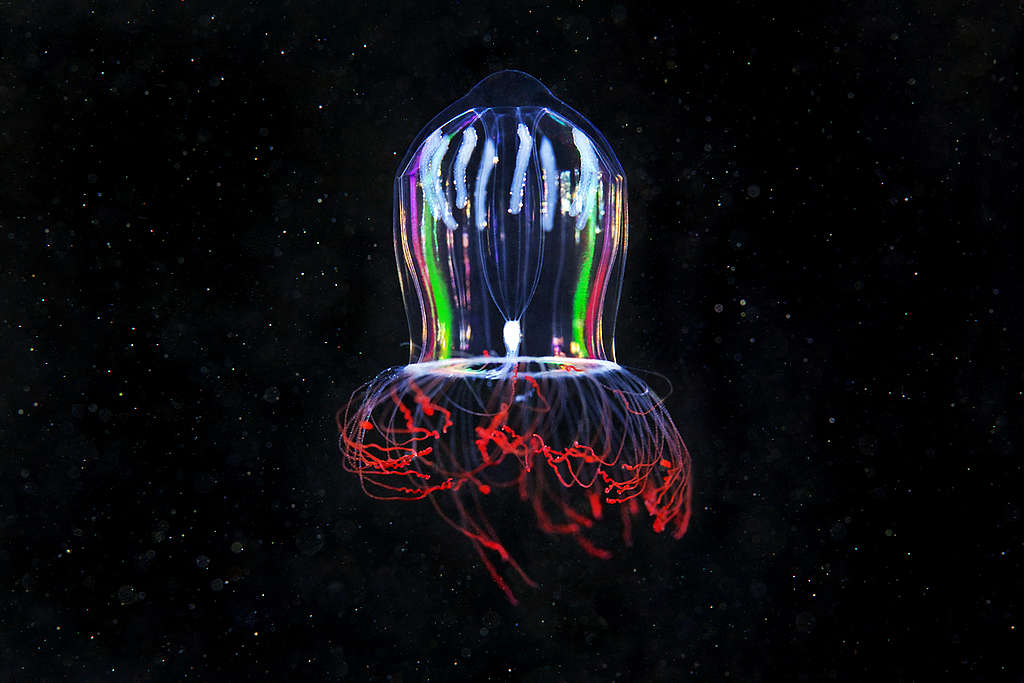 Hydrozoan Jellyfish. © Alexander Semenov Hydrozoan Jellyfish. © Alexander Semenov