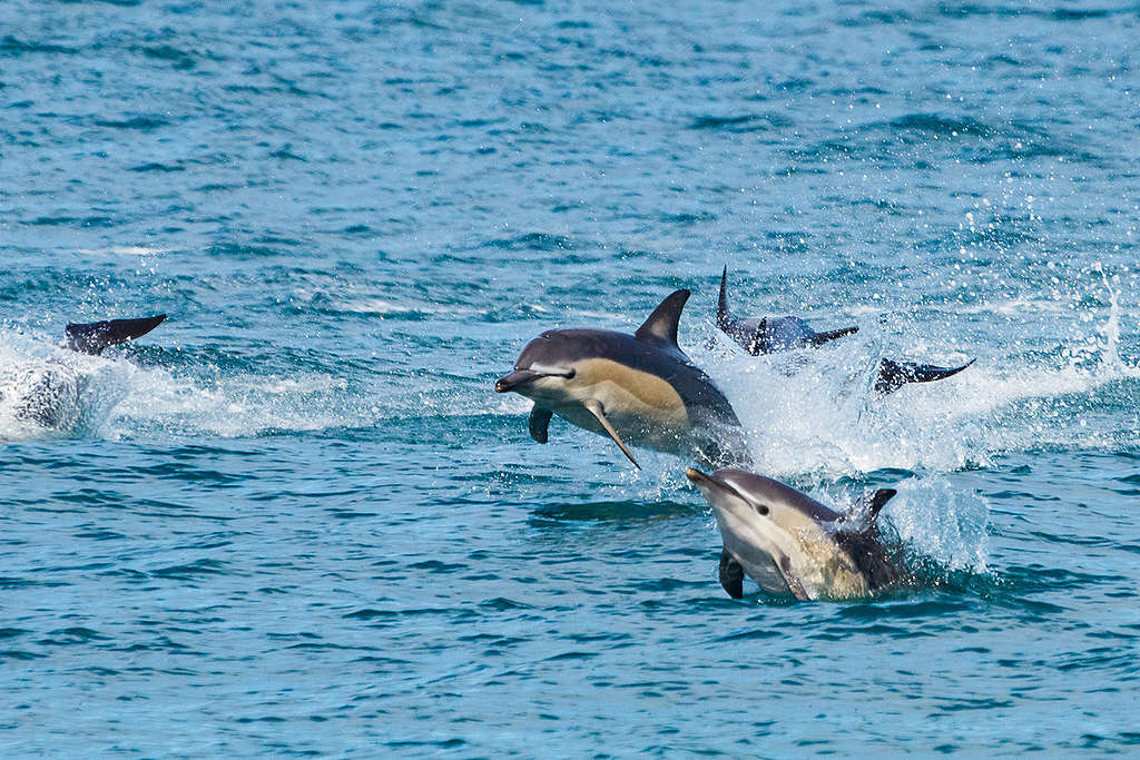 Dolphins in New Zealand. © Jason Blair / Greenpeace Dolphins in New Zealand. © Jason Blair / Greenpeace