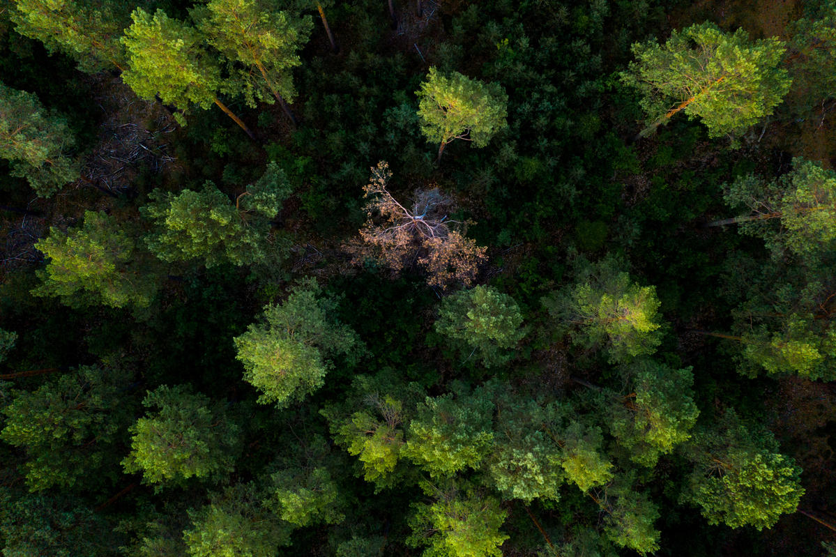 Forest Drought in Brandenburg, Germany. © Gordon Welters / Greenpeace