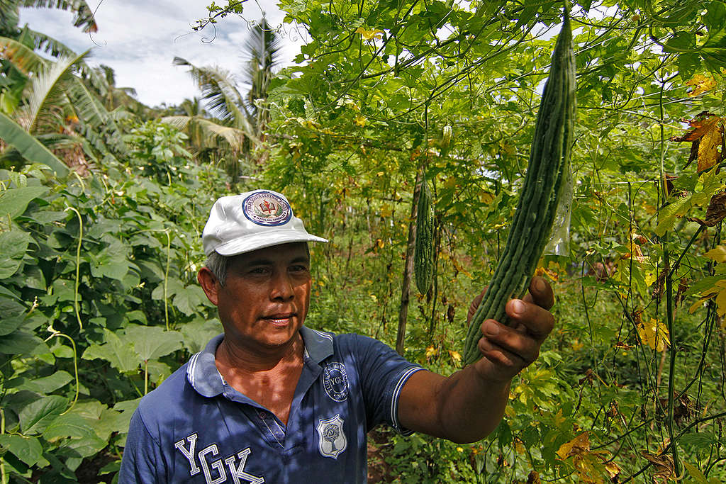 Ecological Agriculture Farmer in East Samar. © Vincent Go / Greenpeace Ecological Agriculture Farmer in East Samar. © Vincent Go / Greenpeace