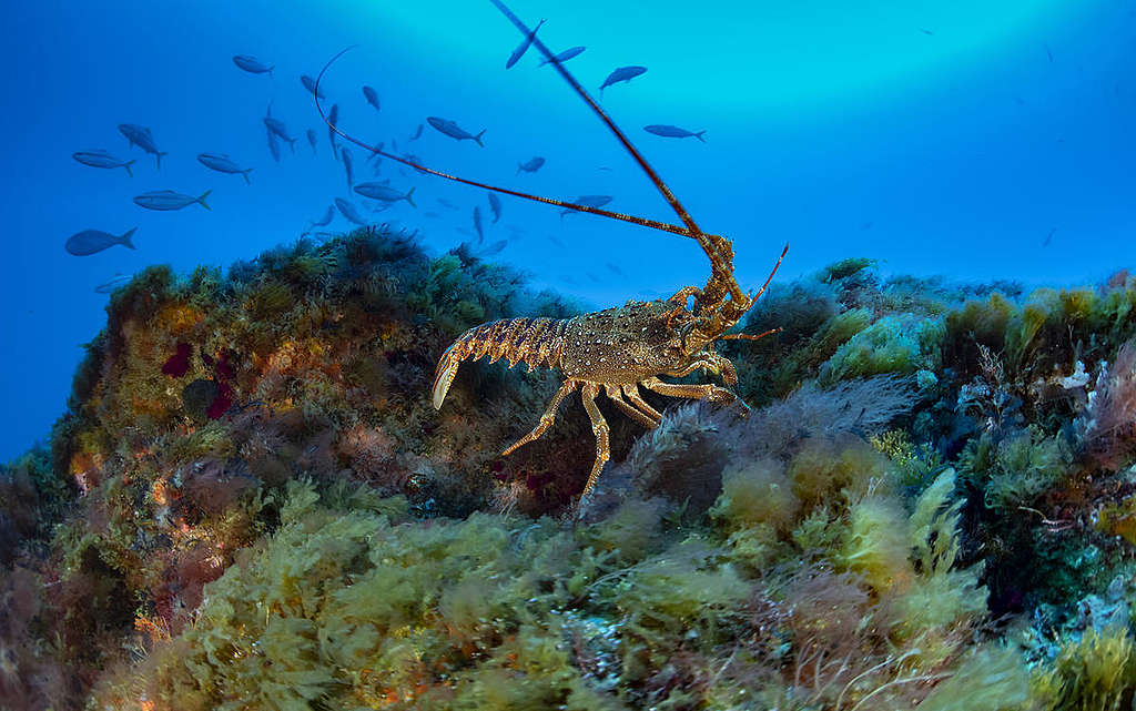 Tristan Rock Lobster on One of Mount Vema's Summits. © Richard Barnden / Greenpeace Tristan Rock Lobster on One of Mount Vema's Summits. © Richard Barnden / Greenpeace