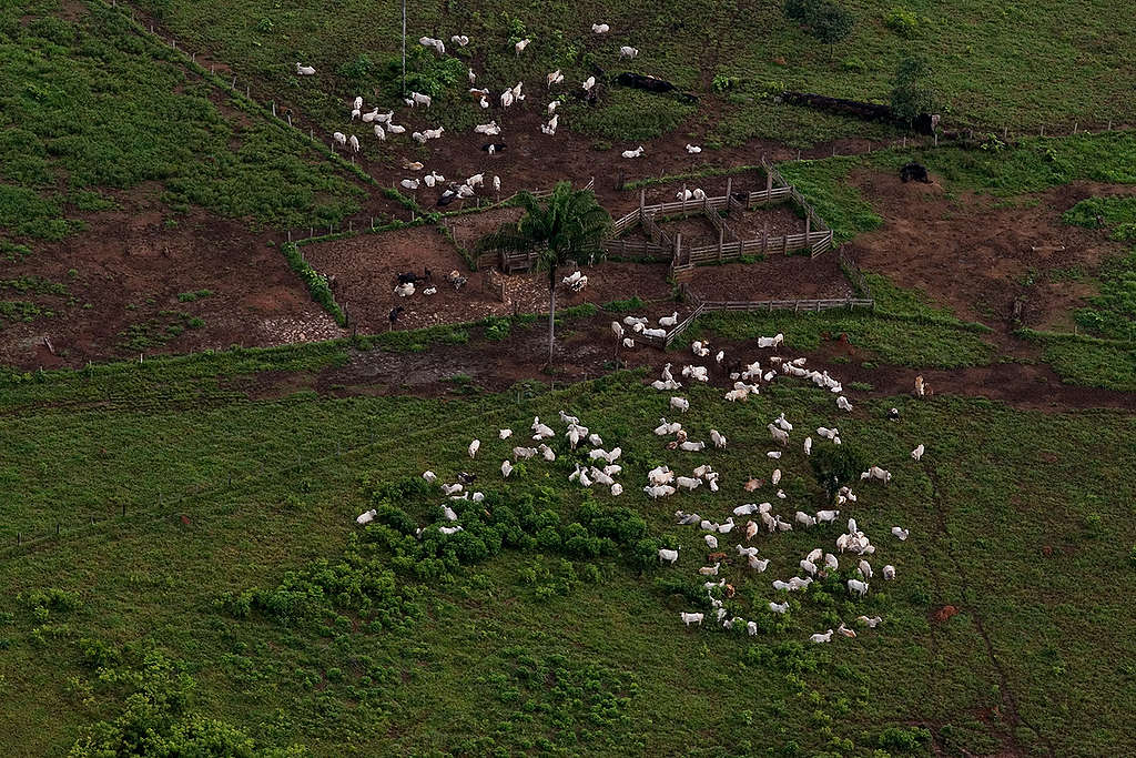 Cattle Ranching in Brazil. © Marizilda Cruppe / EVE / Greenpeace Cattle Ranching in Brazil. © Marizilda Cruppe / EVE / Greenpeace