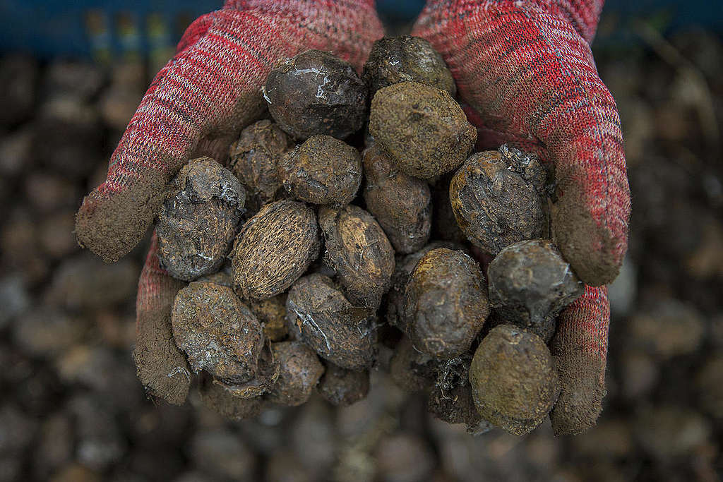 Tree Planting Activity in Chiang Dao, Thailand. © Chanklang  Kanthong / Greenpeace