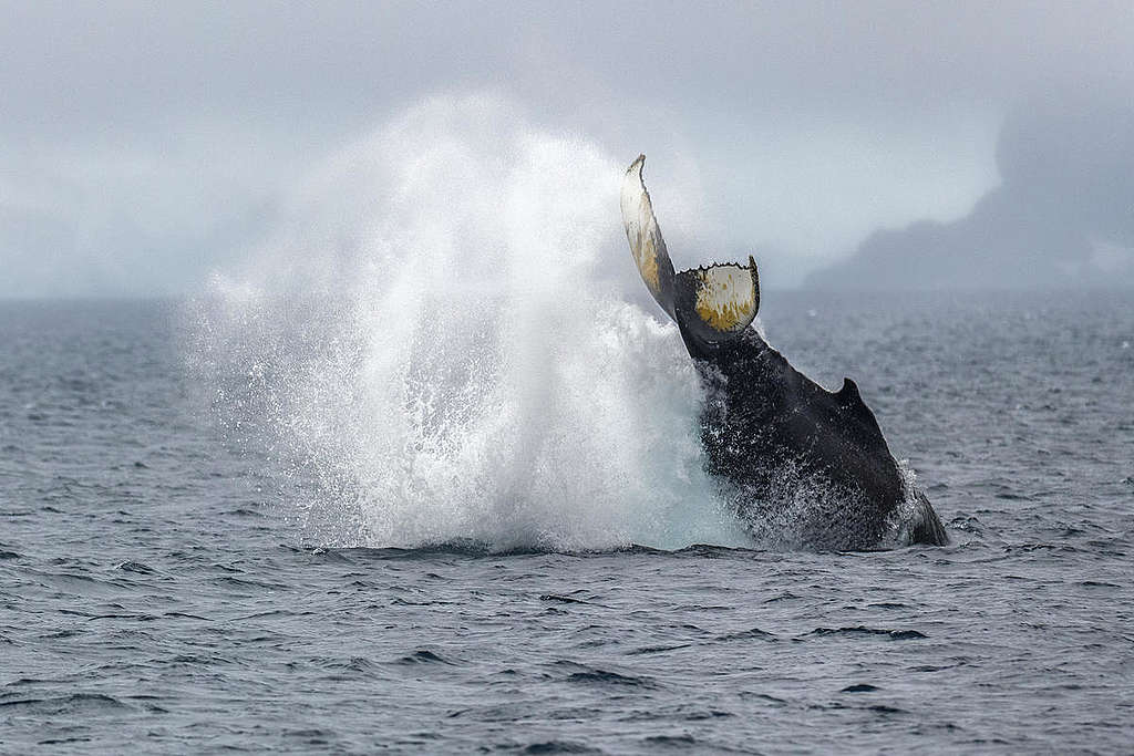 Humpback Whale in Antarctica. © Christian Åslund / Greenpeace