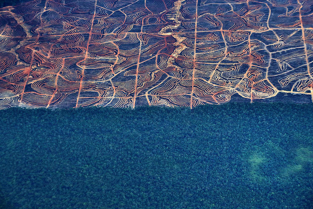 Papua Forest Destruction, Indonesia. © Greenpeace Papua Forest Destruction, Indonesia. © Greenpeace