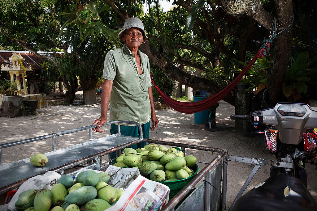 Mango Farmer in Rayong Province in Thailand. © Luke Duggleby / Greenpeace