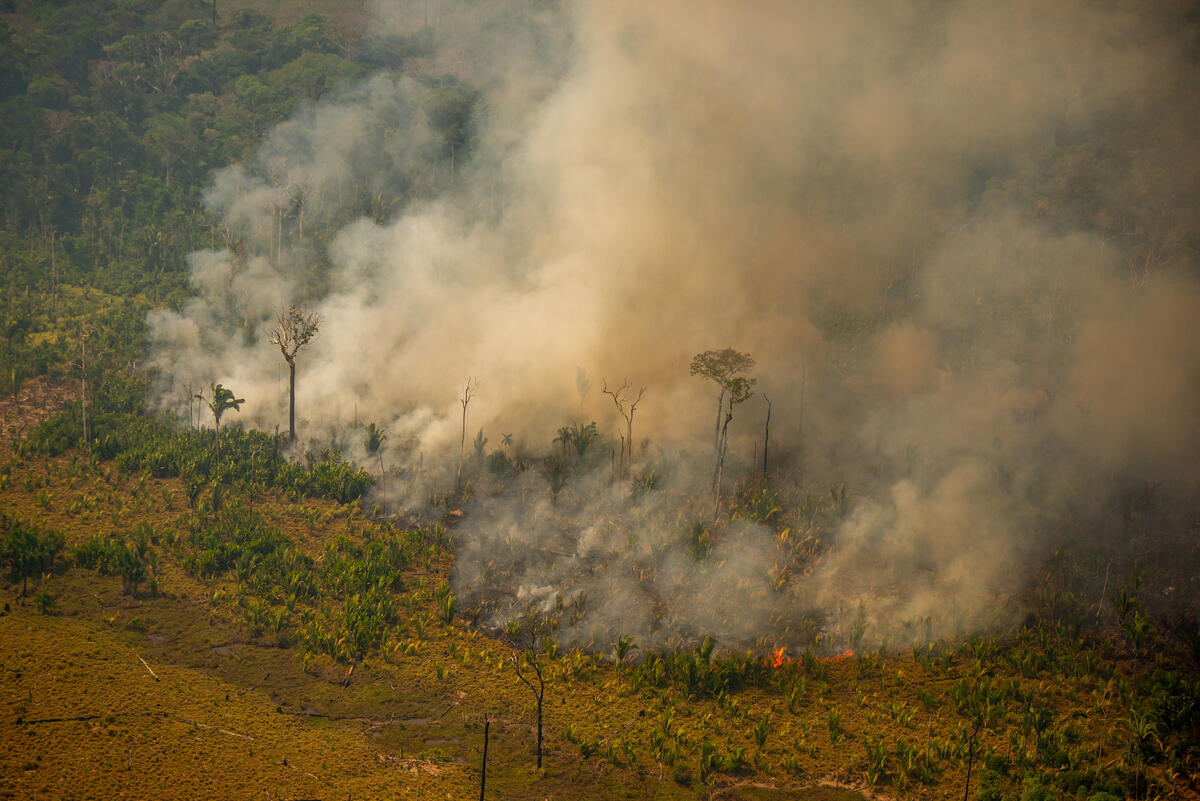 Fire Moratorium - Deforestation and Fire Monitoring in the Amazon in August, 2020. © Christian Braga / Greenpeace