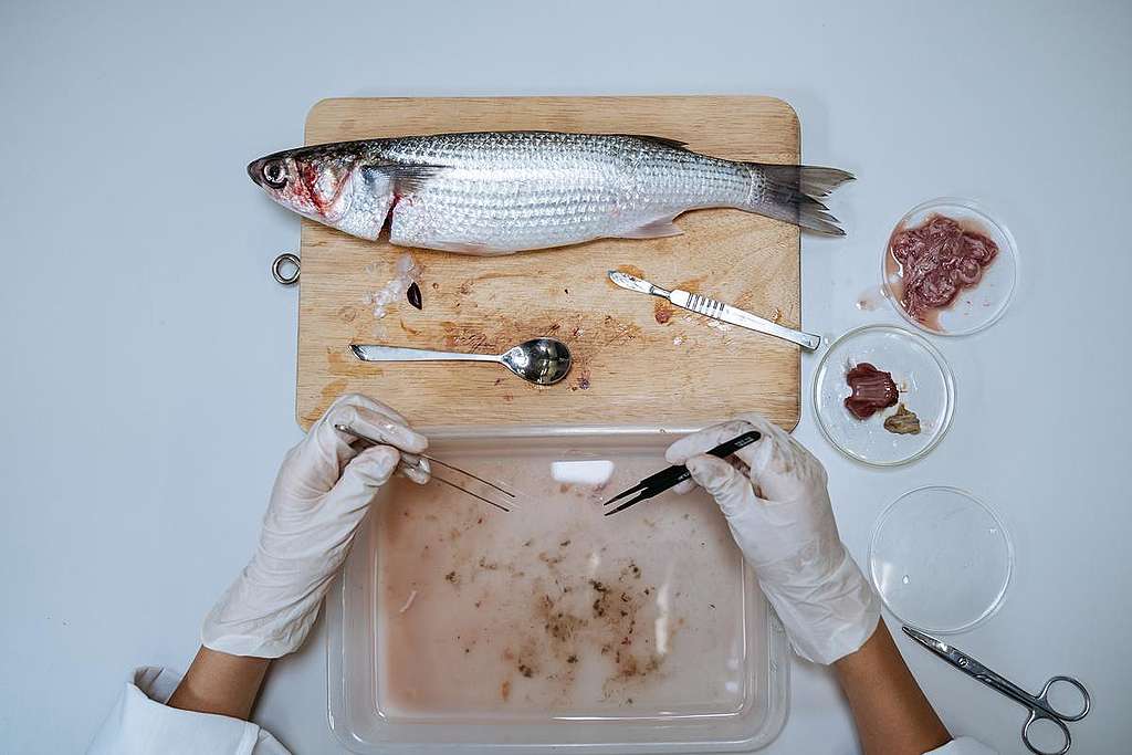Microplastic Present in Wild Flathead Grey Mullet in Hong Kong. © Greenpeace
