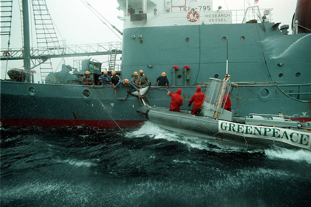 Greenpeace Action against Japanese Whaling in Southern Ocean. © Greenpeace / John Cunningham Greenpeace Action against Japanese Whaling in Southern Ocean. © Greenpeace / John Cunningham