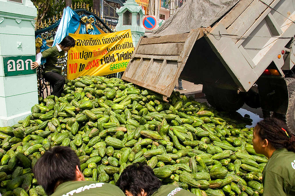 GE Papayas Action in Bangkog. © Greenpeace / Vinai Dithajohn GE Papayas Action in Bangkog. © Greenpeace / Vinai Dithajohn