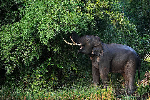 5 เรื่องน่ารู้เกี่ยวกับช้าง - Greenpeace Thailand