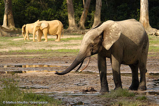 5 เรื่องน่ารู้เกี่ยวกับช้าง - Greenpeace Thailand