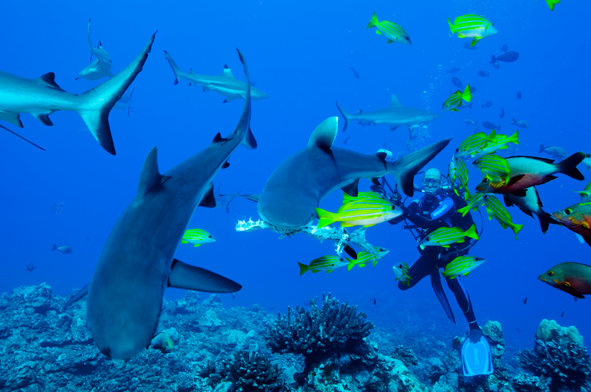 Grey Reef Sharks in Thaiti. © Paul Hilton / Greenpeace
