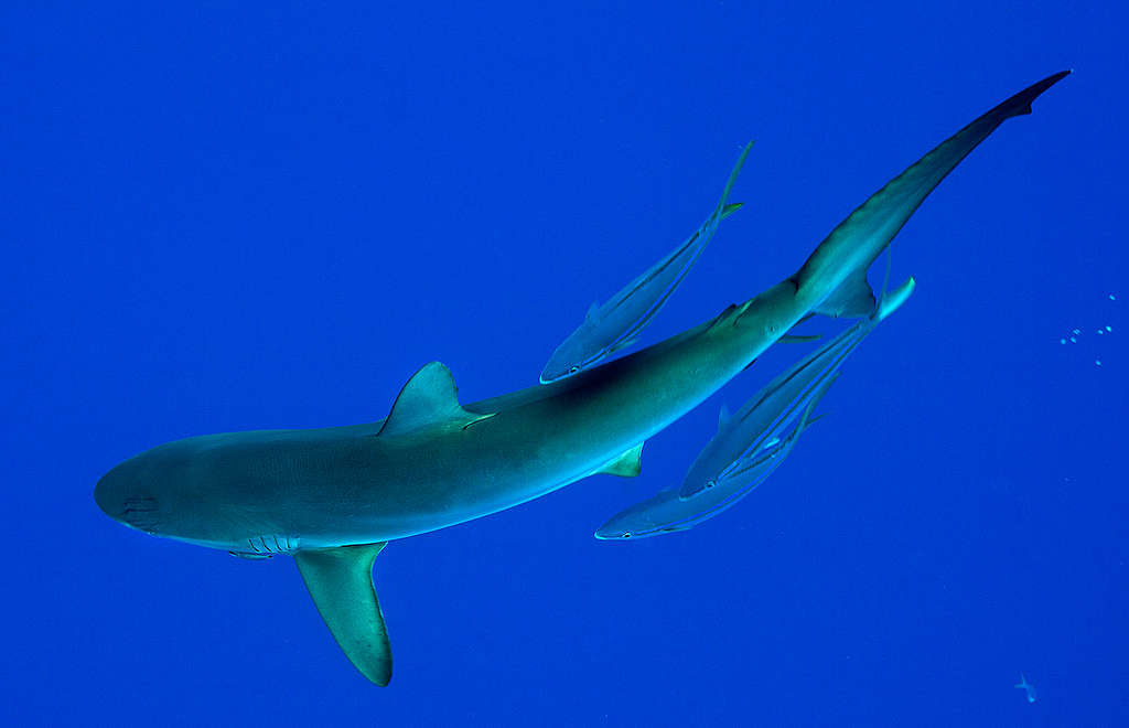 Marine Life around FAD in the Pacific Ocean. © Paul Hilton / Greenpeace Marine Life around FAD in the Pacific Ocean. © Paul Hilton / Greenpeace