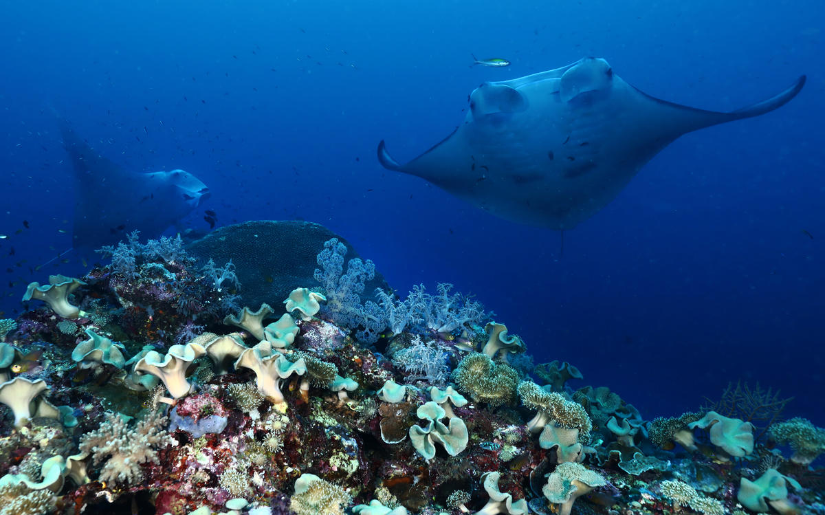 Manta Rays in Raja Ampat, Papua, Indonesia. © Paul Hilton / Greenpeace