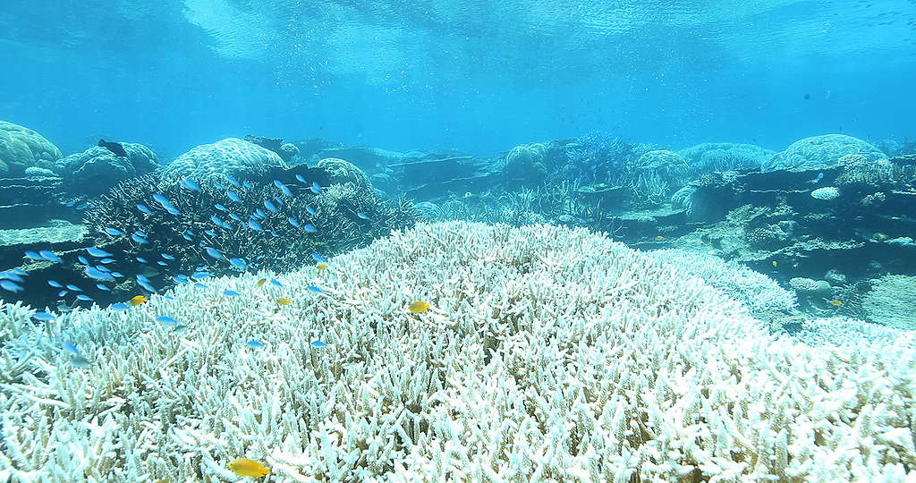Great Barrier Reef Mass Coral Bleaching Event. © Dean Miller / Greenpeace Great Barrier Reef Mass Coral Bleaching Event. © Dean Miller / Greenpeace