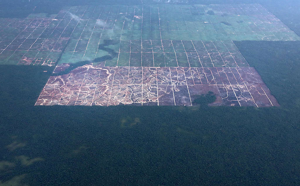 Papua Forest Destruction, Indonesia. © Greenpeace Papua Forest Destruction, Indonesia. © Greenpeace