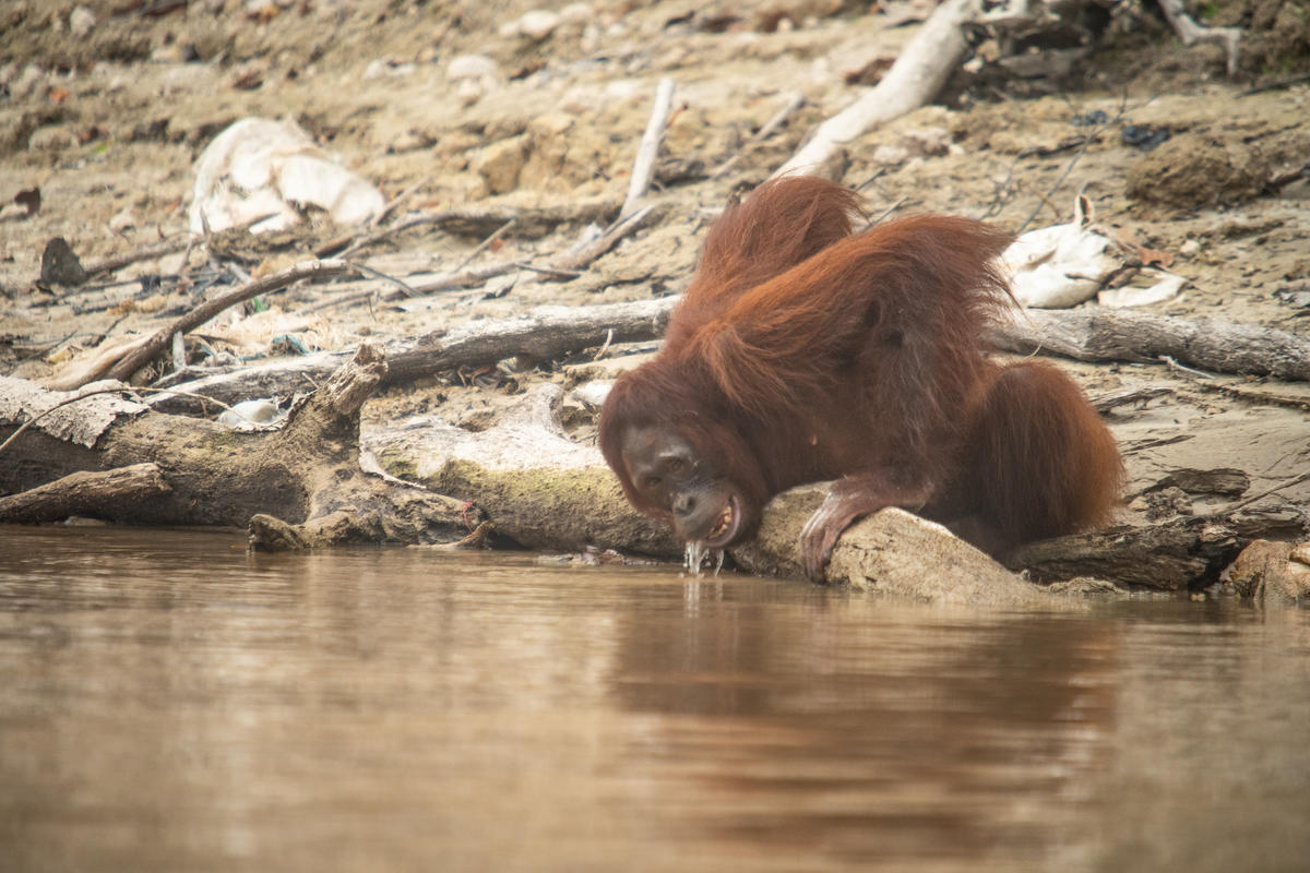 Orangutan Threatened by Haze in Central Kalimantan. © Jurnasyanto Sukarno / Greenpeace