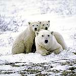 8 เหตุผลที่ทำให้เรารักน้องหมีขั้วโลก