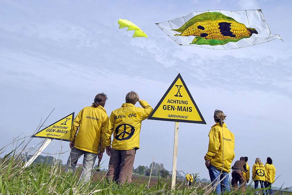 Action against Genetically Engineered Maize. © Paul Langrock / Greenpeace