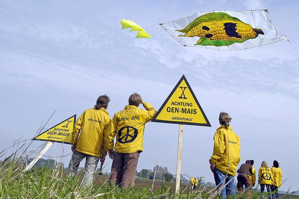 Action against Genetically Engineered Maize. © Paul Langrock / Greenpeace Action against Genetically Engineered Maize. © Paul Langrock / Greenpeace