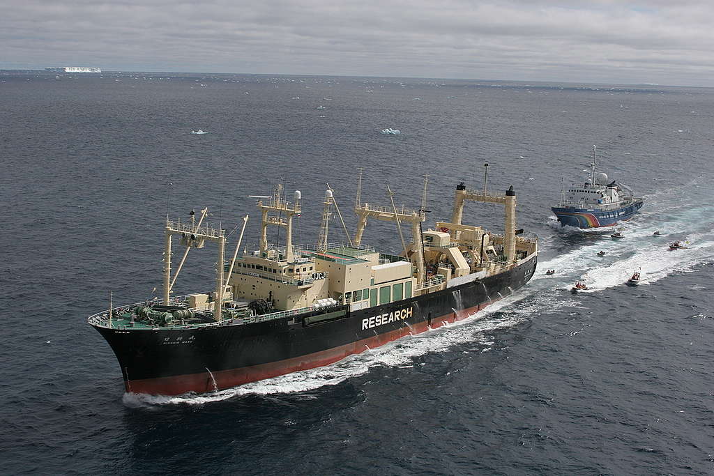 Action against Japanese Whaling Fleet - Southern Ocean Tour 2005 - Sutton-Hibbert. © Greenpeace / Jeremy Sutton-Hibbert Action against Japanese Whaling Fleet - Southern Ocean Tour 2005 - Sutton-Hibbert. © Greenpeace / Jeremy Sutton-Hibbert