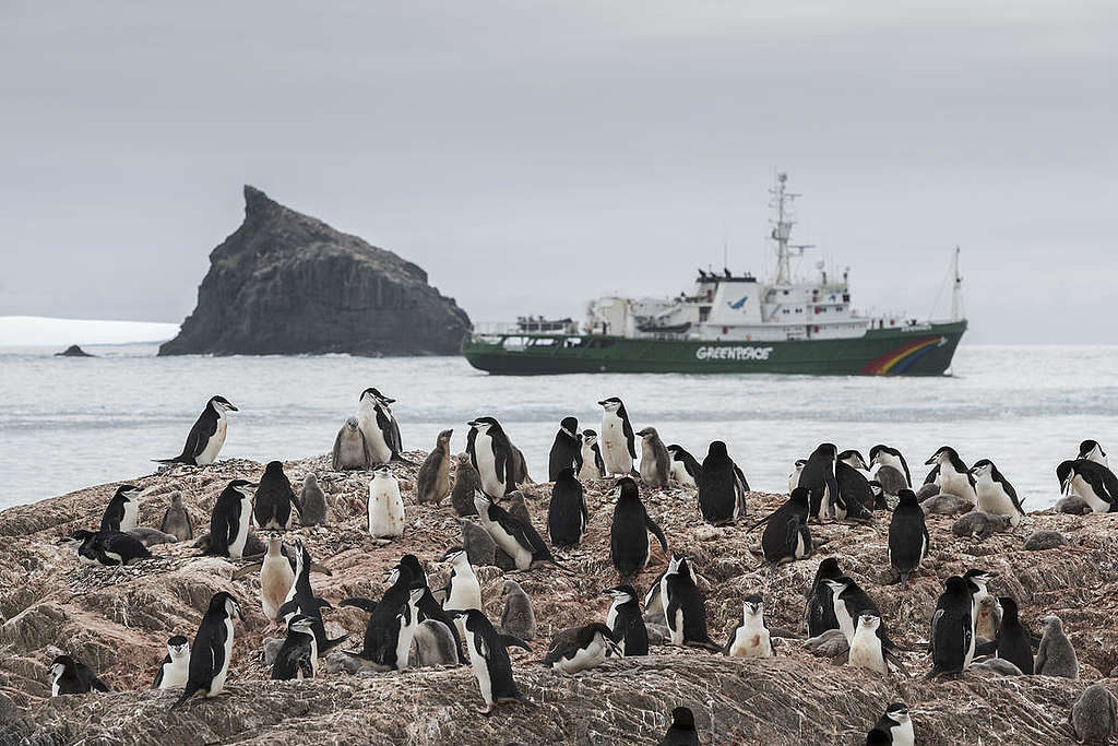 Penguins in Antarctica. © Christian Åslund / Greenpeace Penguins in Antarctica. © Christian Åslund / Greenpeace