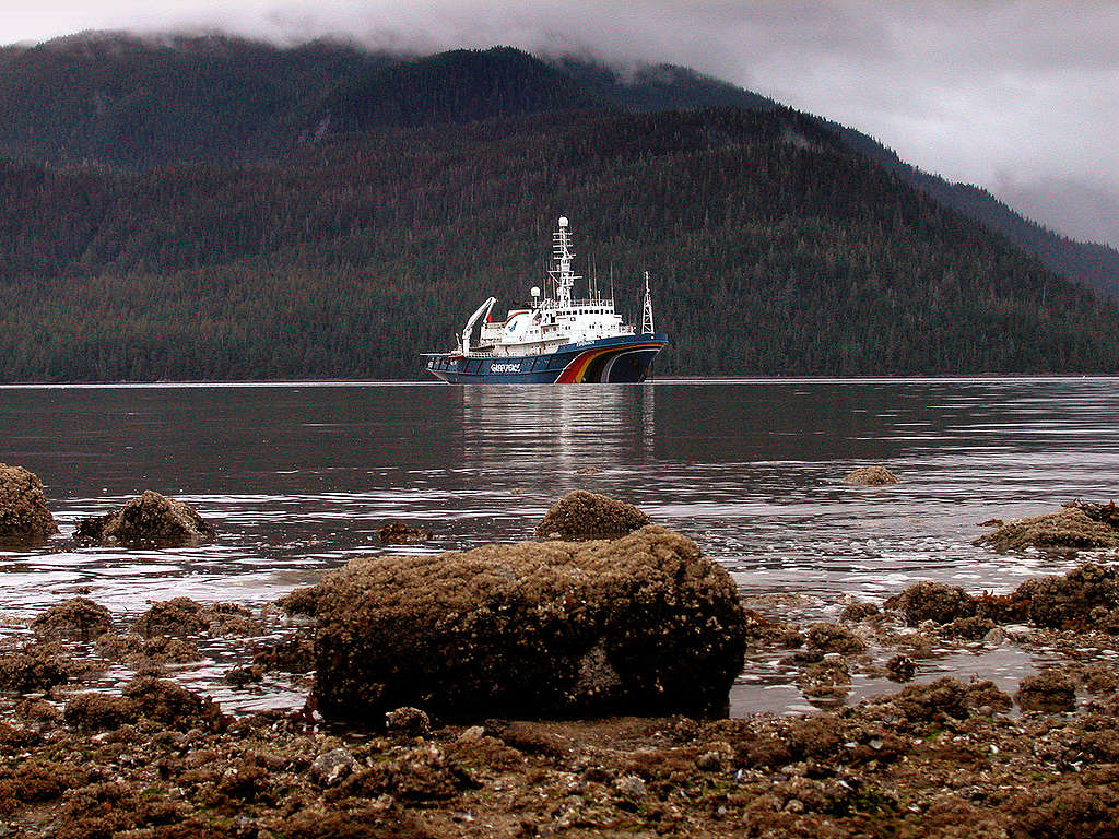 Forests Background Documentation Alaska (USA : 2003). © Gavin Newman / Greenpeace Forests Background Documentation Alaska (USA : 2003). © Gavin Newman / Greenpeace