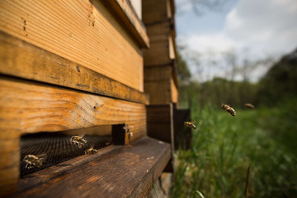 Bees in Decline in Slovakia. © Tomas Halasz / Greenpeace