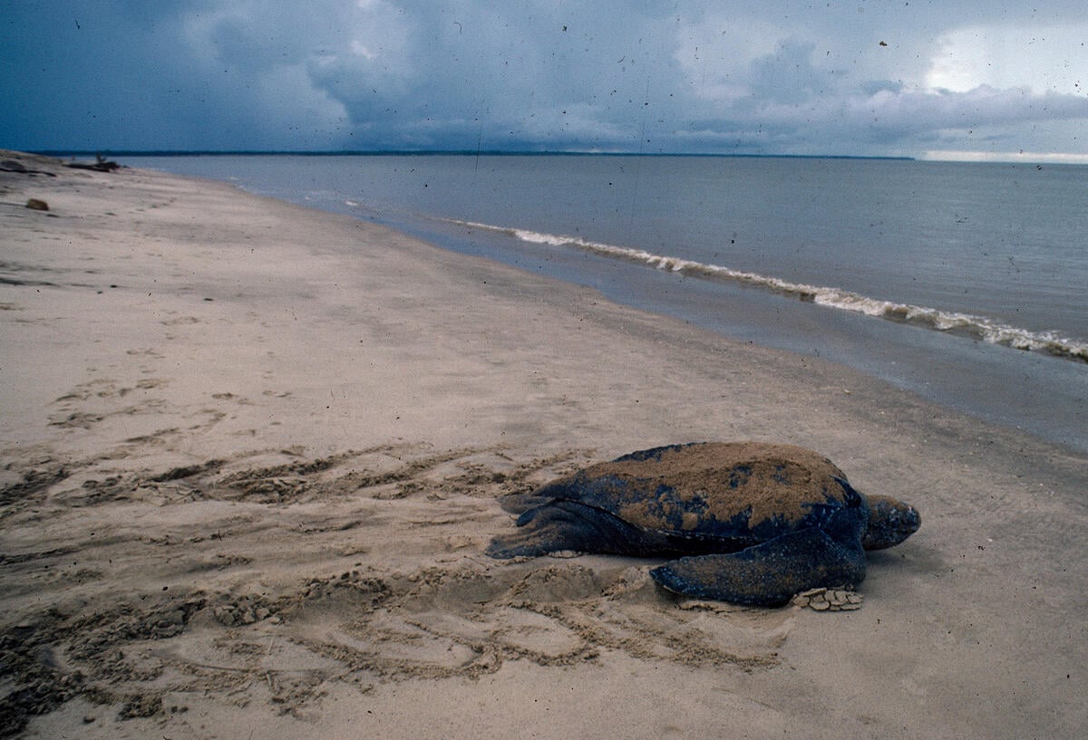 Leatherback Turtle in French Guiana. © Pierre Gleizes / Greenpeace