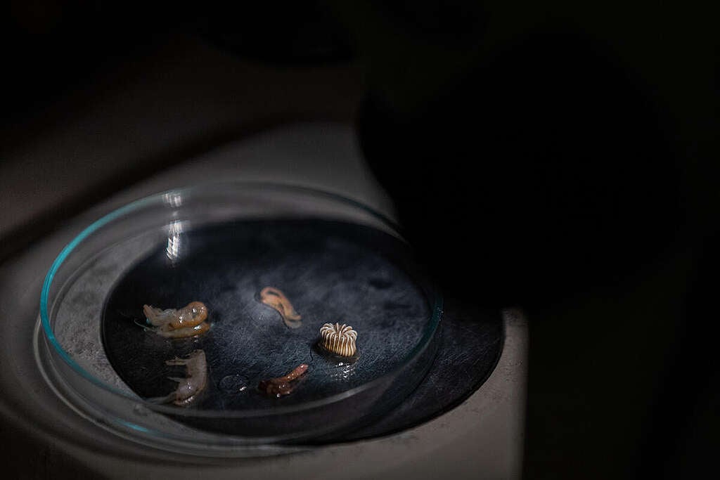 Research Sampling in Chana, Songkhla Province. © Baramee Temboonkiat / Greenpeace