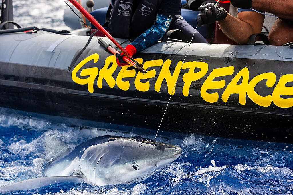 Blue Shark Rescue - Action against Longline Fishing, South Pacific. © Paul Hilton / Greenpeace Blue Shark Rescue - Action against Longline Fishing, South Pacific. © Paul Hilton / Greenpeace