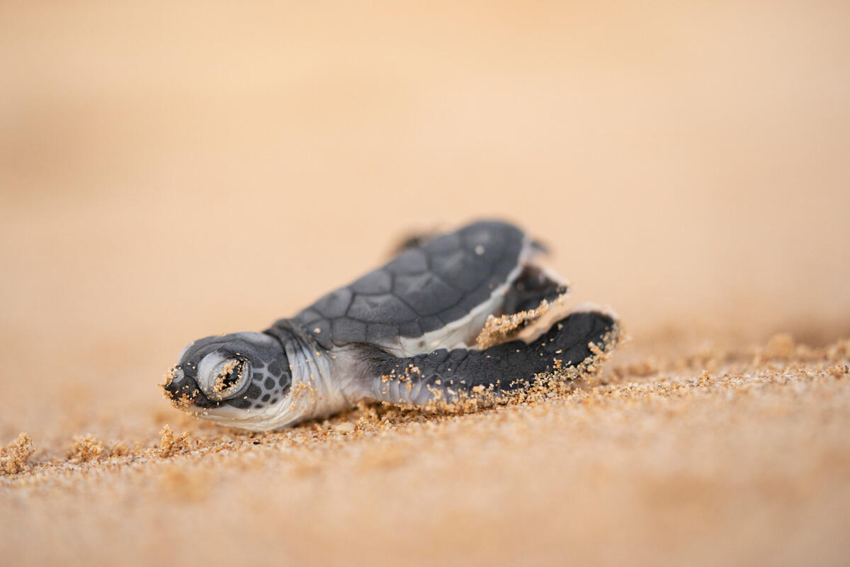 Sandy Turtle Hatchling near Ningaloo Reef. © Greenpeace / Lewis Burnett