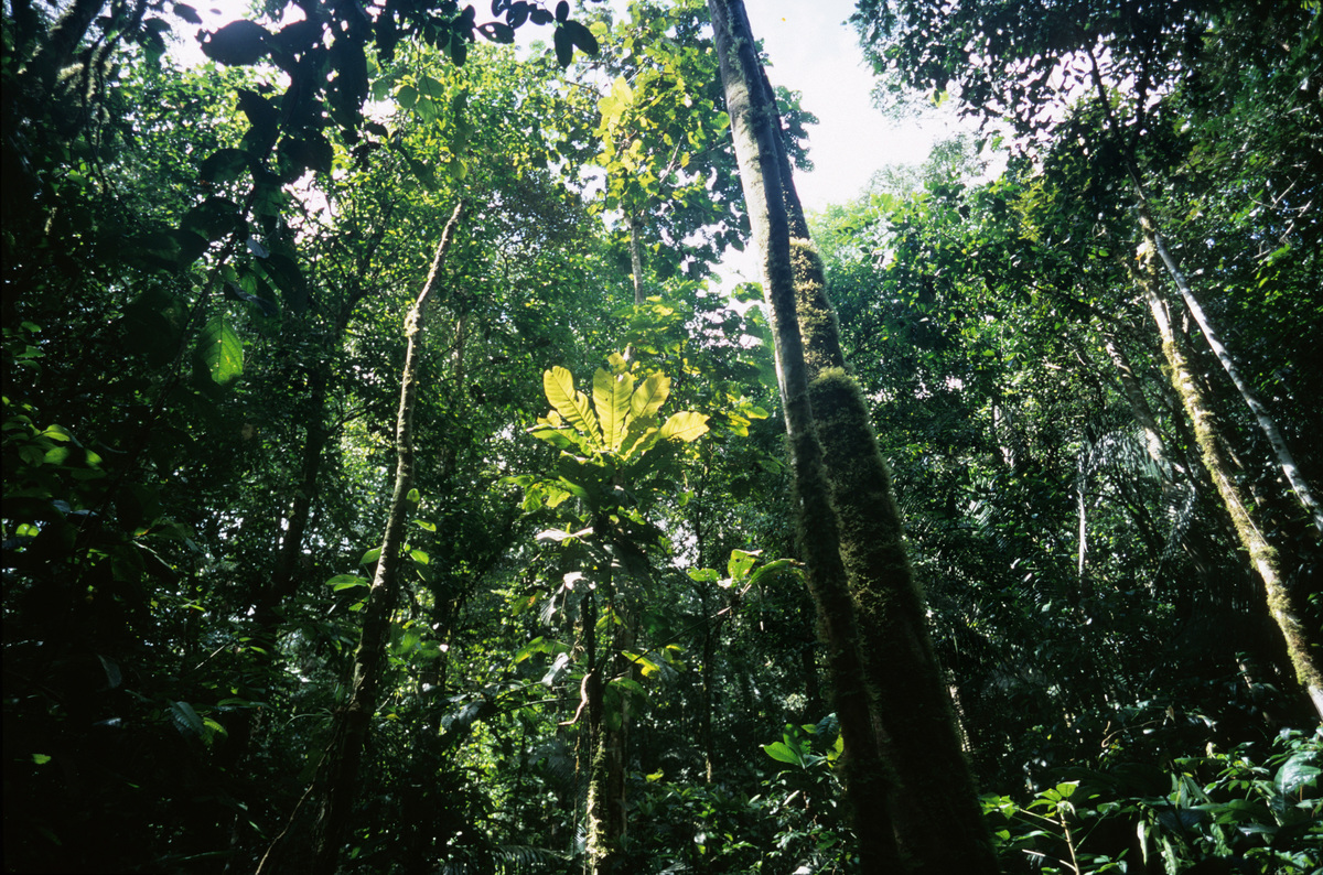 Toxics Pipeline Accident Documentation in Ecuador. © Clive Shirley / Greenpeace