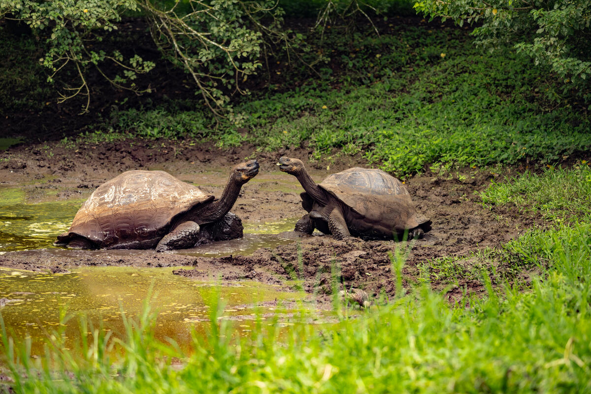 Galapagos Giant Tortoise on Santa Cruz Island. © Markus Mauthe / Greenpeace