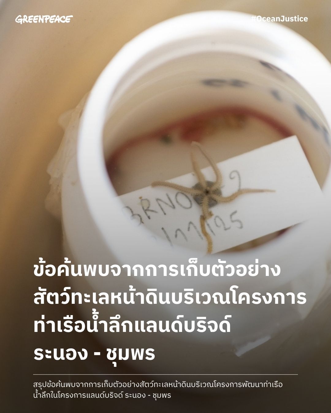 สรุปข้อค้นพบจากการเก็บตัวอย่างสัตว์ทะเลหน้าดิน บริเวณโครงการพัฒนาท่าเรือน้ำลึกในโครงการแลนด์บริจด์ ระนอง &ndash; ชุมพร