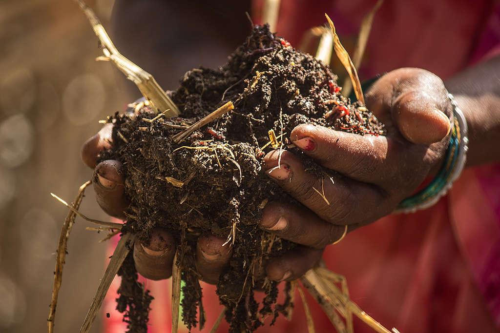 Close Up of Worm Compost in Kedia Village in Bihar. © Shiv Kumar / Greenpeace