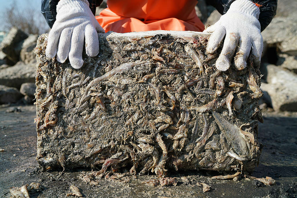 Compressed Trash Fish in Fish Meal Factory in Shidao. © Zhu Li / Greenpeace