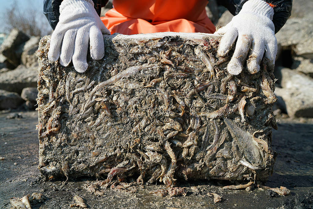 Compressed Trash Fish in Fish Meal Factory in Shidao. © Zhu Li / Greenpeace Compressed Trash Fish in Fish Meal Factory in Shidao. © Zhu Li / Greenpeace